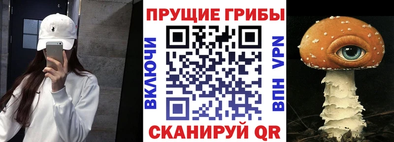 купить   Ладушкин  Галлюциногенные грибы Psilocybe 